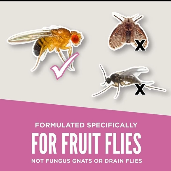 Aunt Fannie'S Flypunch, for Indoor Fruit Fly - Picture 2 of 8